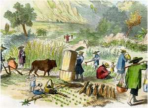 Chinese harvest, Hong Kong, c1875 by Unbekannt