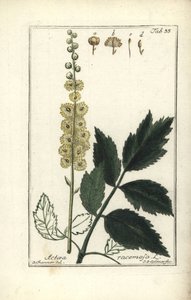 Black Cohosh by Unbekannt