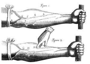 Circulation of the Blood by Unbekannt