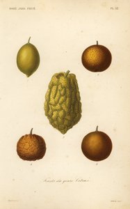 Citrus fruits by Unbekannt