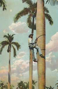 Climbing the Royal Palm