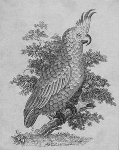 Cockatoo