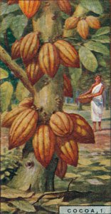 Cocoa, 1. - Cacao Tree, Trinidad, 1928