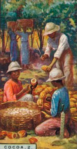 Cocoa, Opening the Pods, Trinidad, 1928