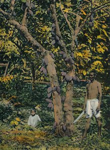 Cocoa in Full Bearing, Trinidad and Tobago, c1914