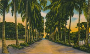 Coconut Avenue, Barranquilla by Unbekannt