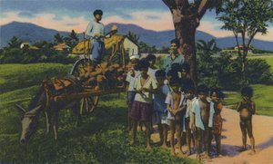 Coconut Vendor, Trinidad, B.W.I., c1940s by Unbekannt