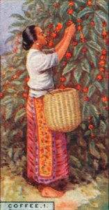 Coffee, 1. - Gathering the Berries, East Indies