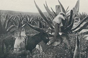 Collecting Honey-Water from a Maguey, 1916 by Unbekannt