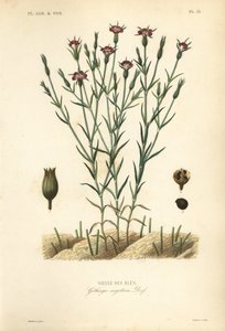 Common corn-cockle, handcoloured steel engraving by Unbekannt
