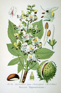Common Horse Chestnut by Unbekannt
