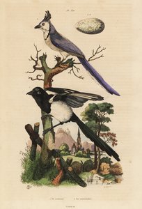 Common magpie, Pica pica, and white-throated magpie-jay, Calocitta formosa, with egg