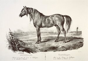 Copenhagen, the Duke of Wellington