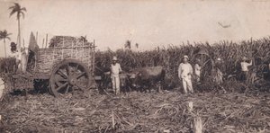 Corte de Canna. - Gathering Sugarcane. Cuba, c1900 by Unbekannt