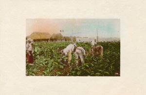 Tobacco Plantation, c1910