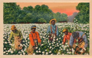 Cotton Picking, Augusta, Georgia, 1943