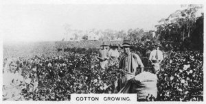 Cotton picking, Australia, 1928 by Unbekannt