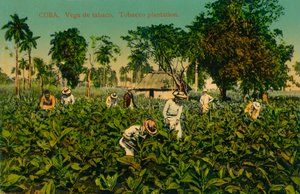 Cuba. Vega de Tabaco. Tobacco Plantation, c1920s by Unbekannt