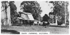 Dairy Farming, Victoria, Australia