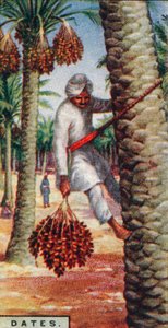 Dates - Gathering the Fruit, North Africa