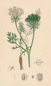 Wild Carrot by Unbekannt