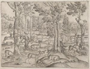 Deer in the Forest by Unbekannt