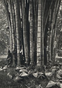 The Lower Part of the Stems of a Giant Bamboo Plant in Peradeniya, 1926