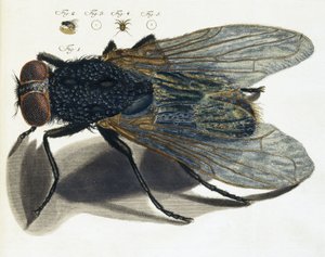 Description under the microscope of a fly