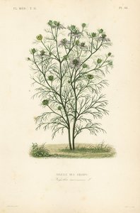 Devil-in-a-bush or love-in-a-mist, Nigella arvensis