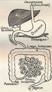 Diagram Showing the Alimentary Canal, Which Passes Right Through the Body