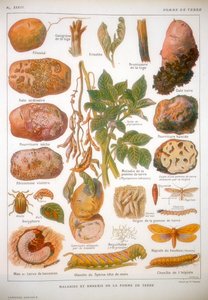 Diseases of the Potato