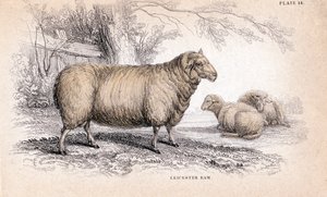 Dishley New Leicester Ram, c. 1840