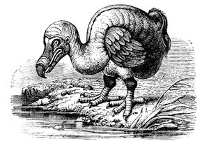 Dodo