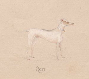 Dog by Unbekannt