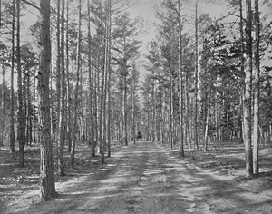 Drive in Piney Woods Park, Lakewood, New Jersey, c1897