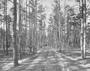 Drive in Piney Woods Park, Lakewood, New Jersey, USA