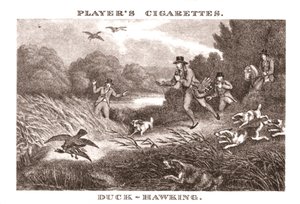 Duck-Hawking by Unbekannt