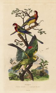Eastern rosella, Platycercus exams, and yellow-crowned amazon, Amazona ochrocephala by Unbekannt
