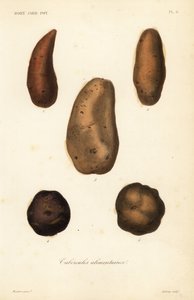 Edible tubers