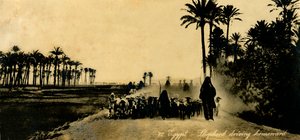 Egypt - Shepherd driving homeward, c1918-c1939