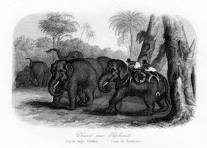 Elephant Hunt, India by Unbekannt