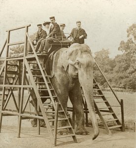 Elephant Ride
