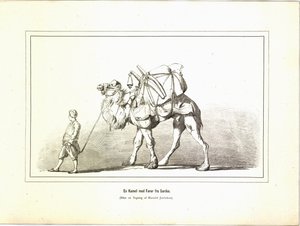 A Camel with Guide from Sardis. Illustration from the book Brogede Rejsebilleder by Elisabeth Jerichau-Baumann, published by Forlagsbureauet (Copenhagen, 1881) by Unbekannt