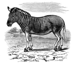 Engraving of a Quagga, 1893