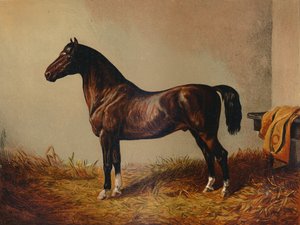Entire Pony Hack Don Carlos, c. 1897