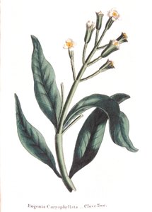 Eugenia caryophyllata - clove tree