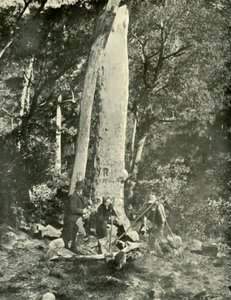 Eurobin Falls, Buffalo Mountains, 1901