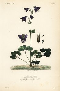 European columbine