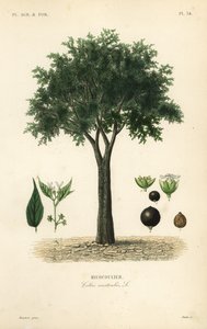 European nettle tree, Mediterranean hackberry, lote tree, or honeyberry by Unbekannt