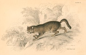 European wild cat Felis silvestris, 1828